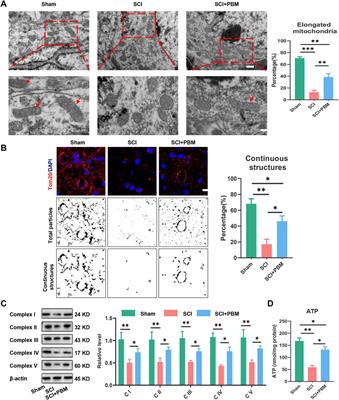 Photobiomodulation promotes repair following spinal cord injury by restoring neuronal mitochondrial bioenergetics via AMPK/PGC-1α/TFAM pathway